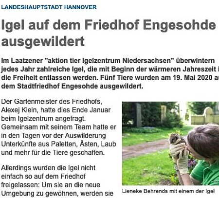 19. Mai 2020 | Hannover.de | "Igel auf dem Friedhof Engesohde ausgewildert"